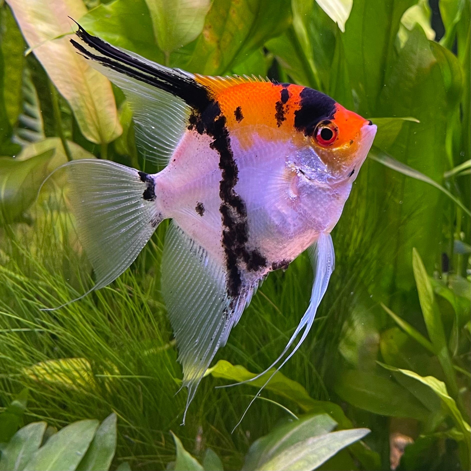 the-fish-farm Angel Fish Koi Angels Koi Angelfish - The Fish Farm