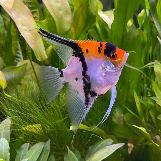the-fish-farm Angel Fish Koi Angels Koi Angelfish - The Fish Farm