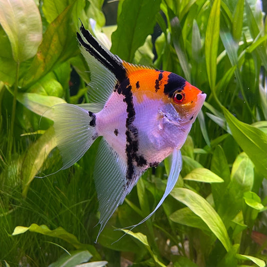 the-fish-farm Angel Fish Koi Angels Koi Angelfish - The Fish Farm