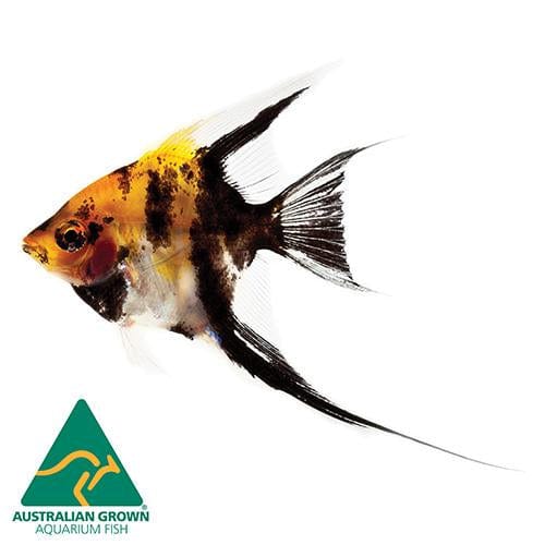 the-fish-farm Angel Fish Koi Angels Koi Angelfish - The Fish Farm