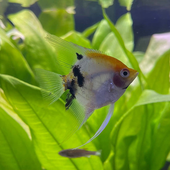 Koi Angelfish - The Fish Farm