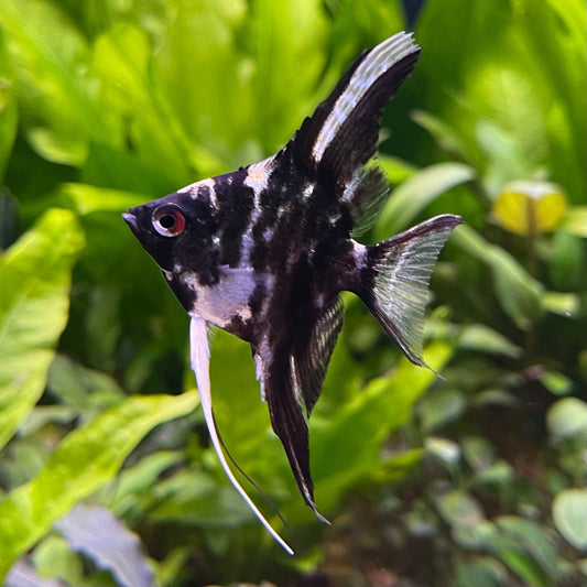 the-fish-farm Angel Fish Marble Angel Marble Angel - The Fish Farm