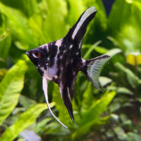 the-fish-farm Angel Fish Marble Angel Marble Angel - The Fish Farm