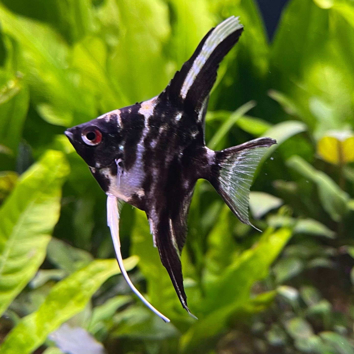 the-fish-farm Angel Fish Marble Angel Marble Angel - The Fish Farm