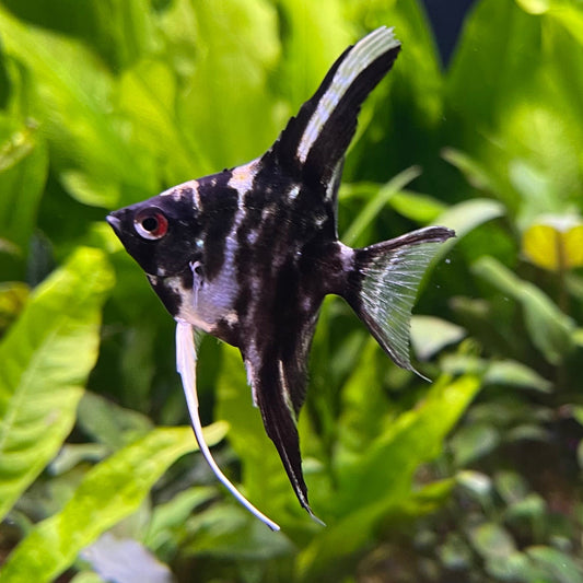 the-fish-farm Angel Fish Marble Angel Marble Angel - The Fish Farm