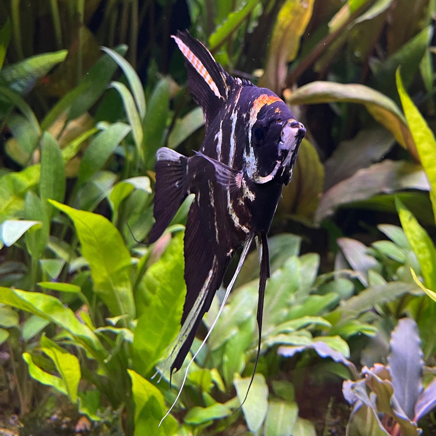 the-fish-farm Angel Fish Marble Angel Marble Angel - The Fish Farm