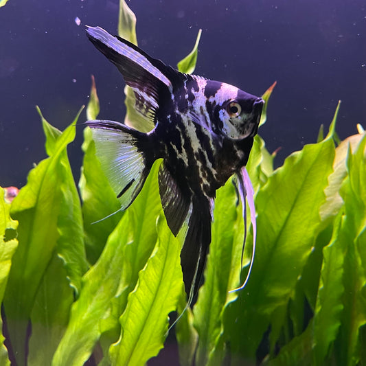 the-fish-farm Angel Fish Marble Angel Marble Angel - The Fish Farm