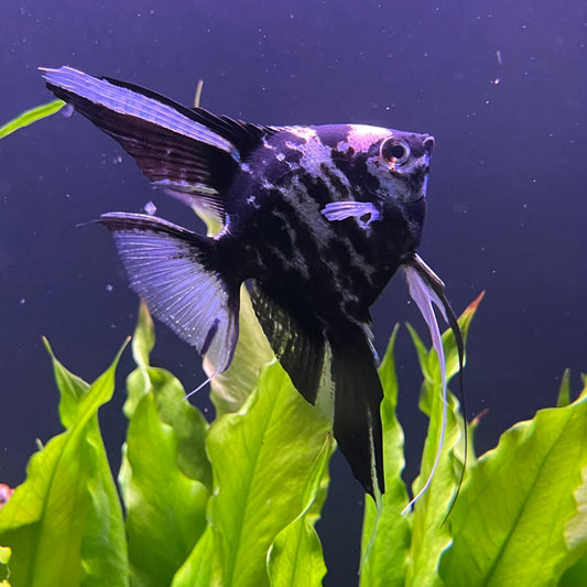the-fish-farm Angel Fish Marble Angel Marble Angel - The Fish Farm
