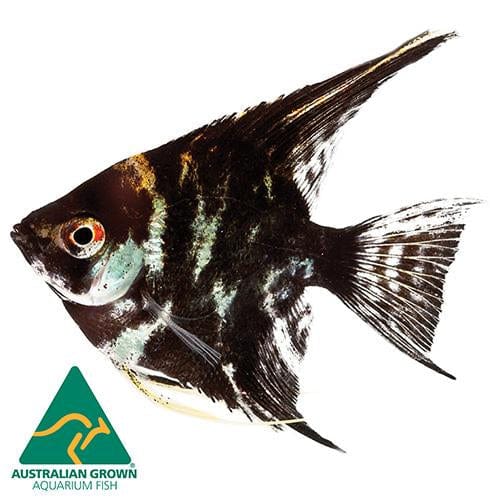 the-fish-farm Angel Fish Marble Angel Marble Angel - The Fish Farm