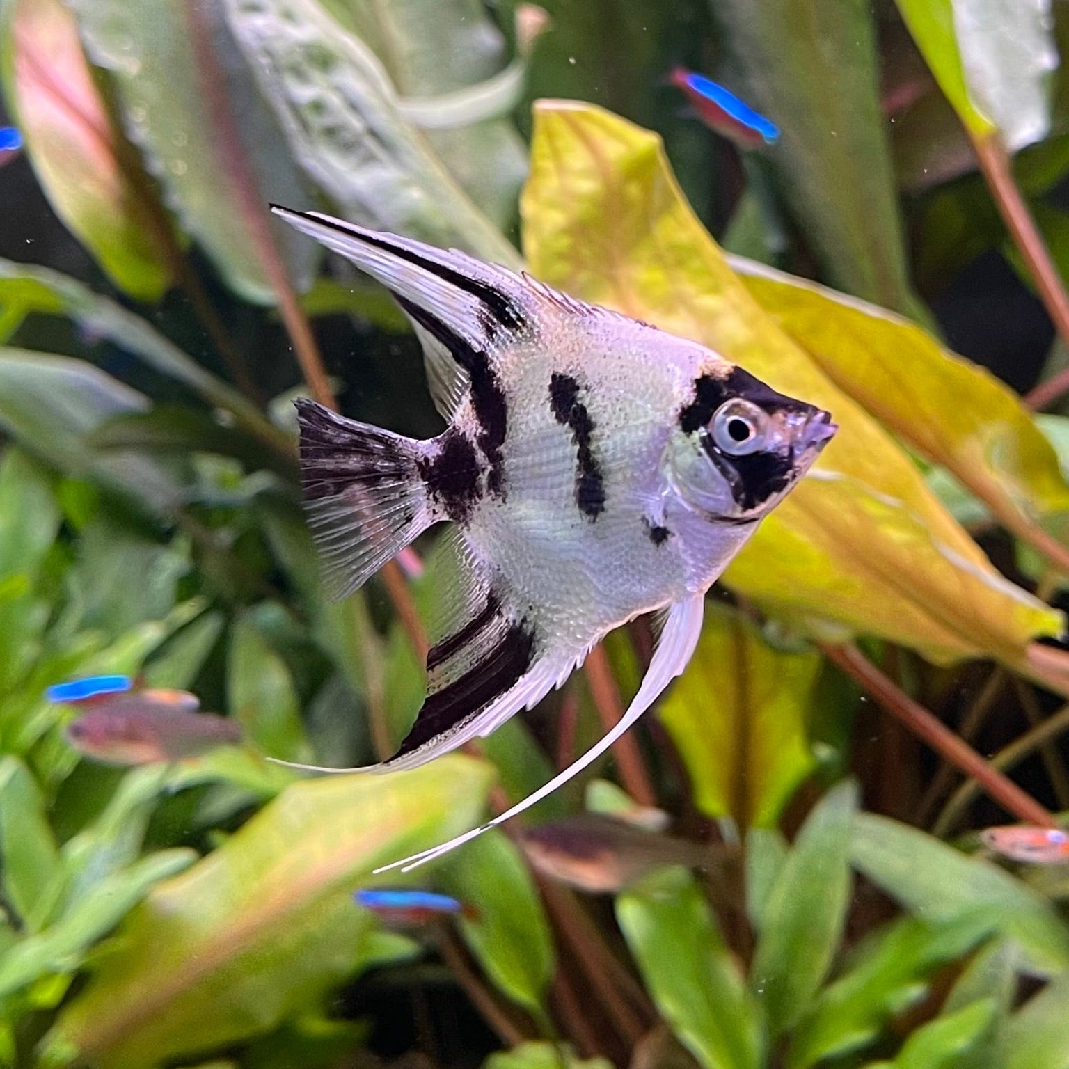 the-fish-farm Angel Fish Marble Angel Marble Angel - The Fish Farm