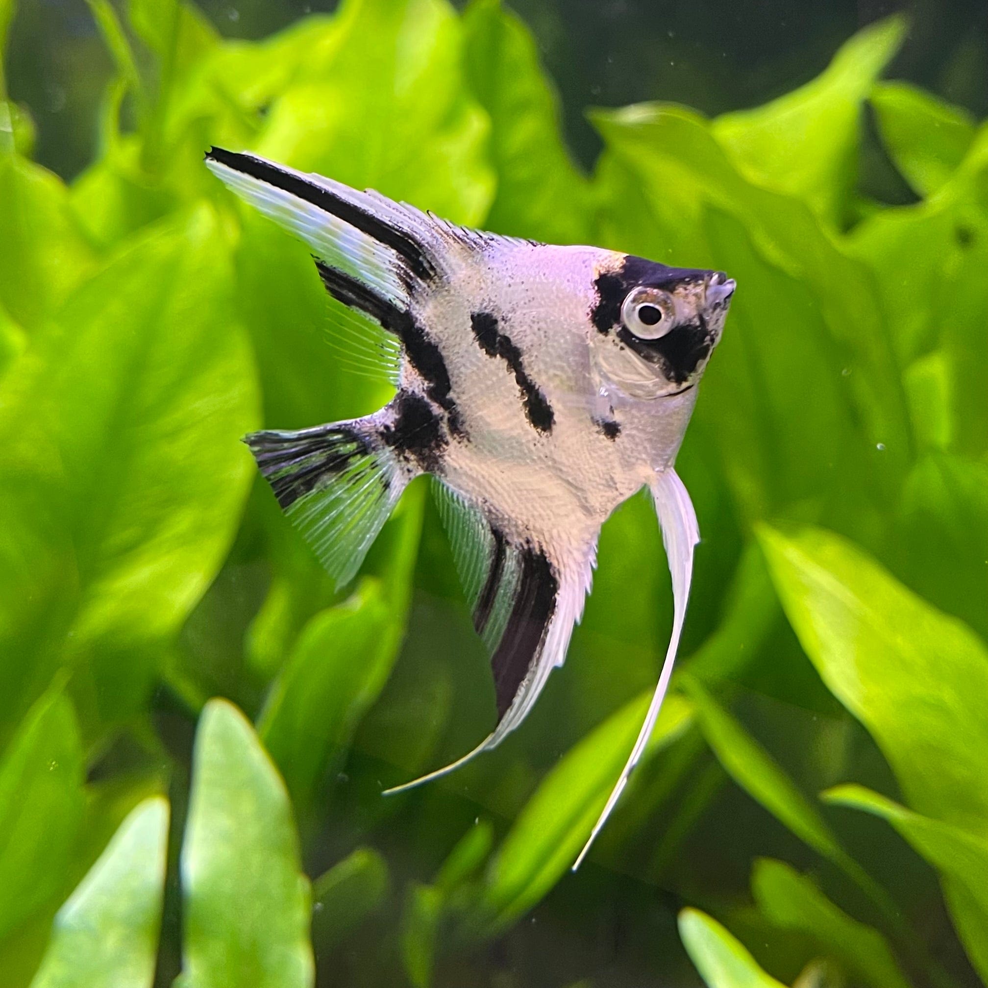 Marble Angel - The Fish Farm
