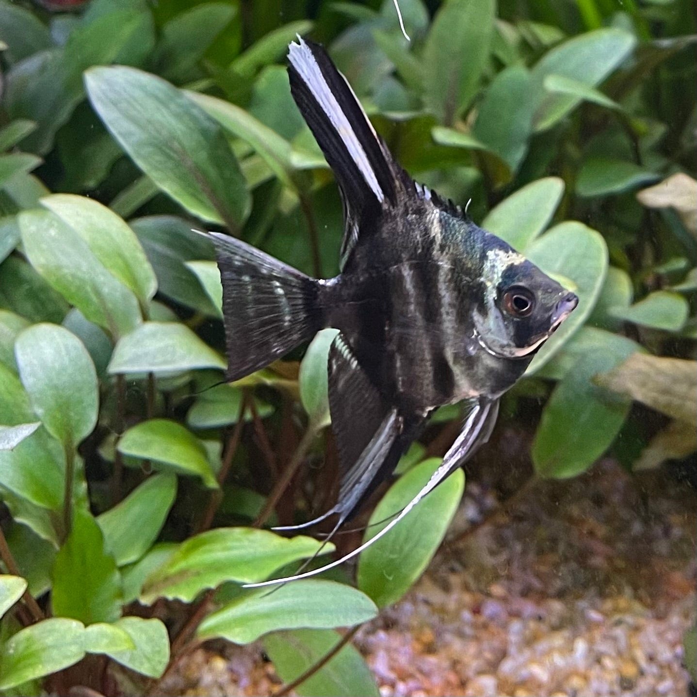 Angel Fish - The Fish Farm Australia