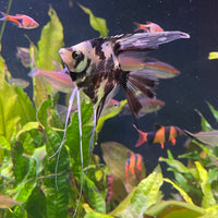 the-fish-farm Angel Fish Veiltail Angelfish Assorted Colours (5-6cm) Buy Mixed Colour Veiltail Aquarium Angel Fish The Fish Farm Australia
