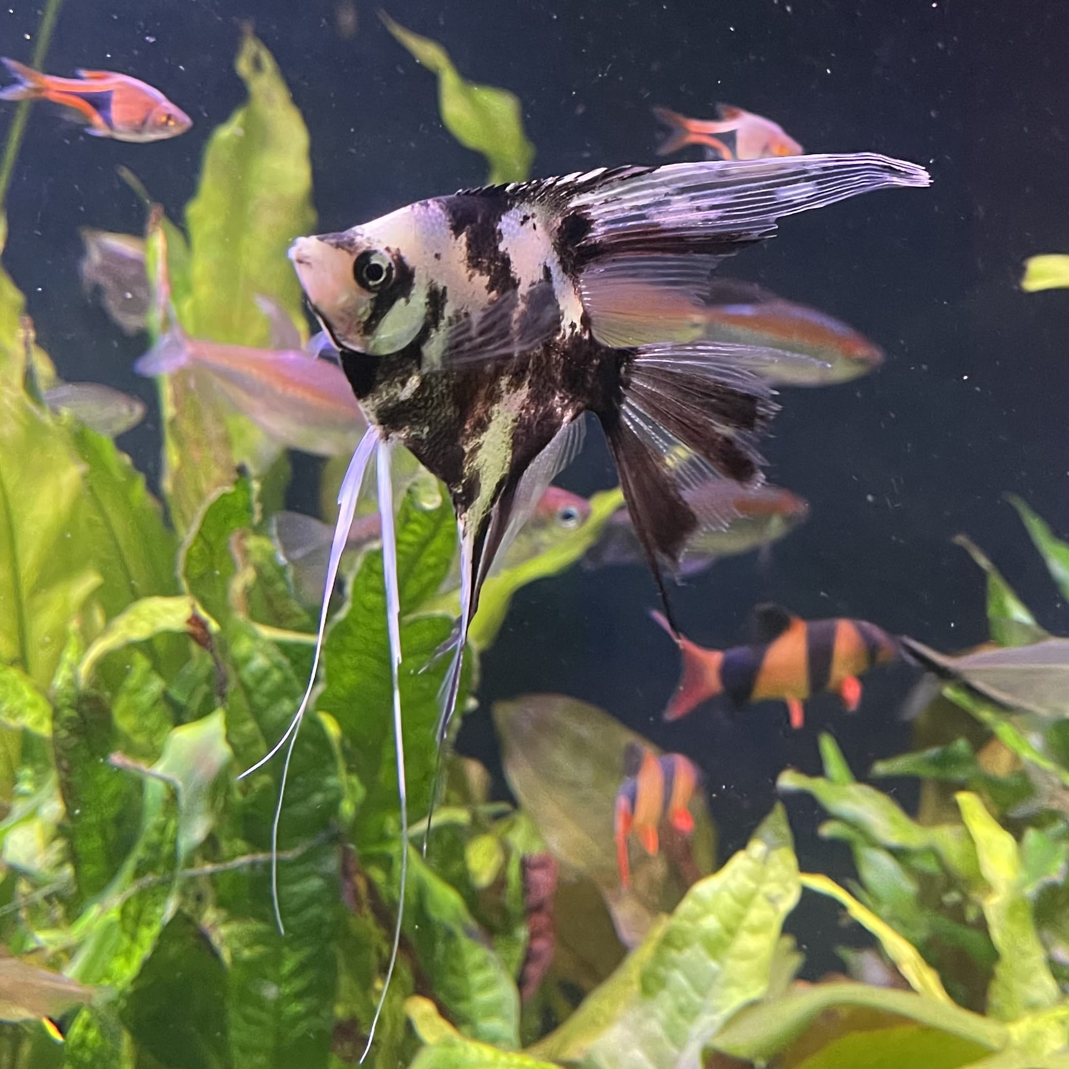 the-fish-farm Angel Fish Veiltail Angelfish Assorted Colours (5-6cm) Buy Mixed Colour Veiltail Aquarium Angel Fish The Fish Farm Australia