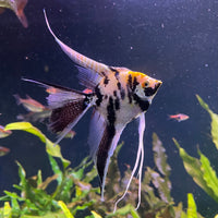 the-fish-farm Angel Fish Veiltail Angelfish Assorted Colours (5-6cm) Buy Mixed Colour Veiltail Aquarium Angel Fish The Fish Farm Australia