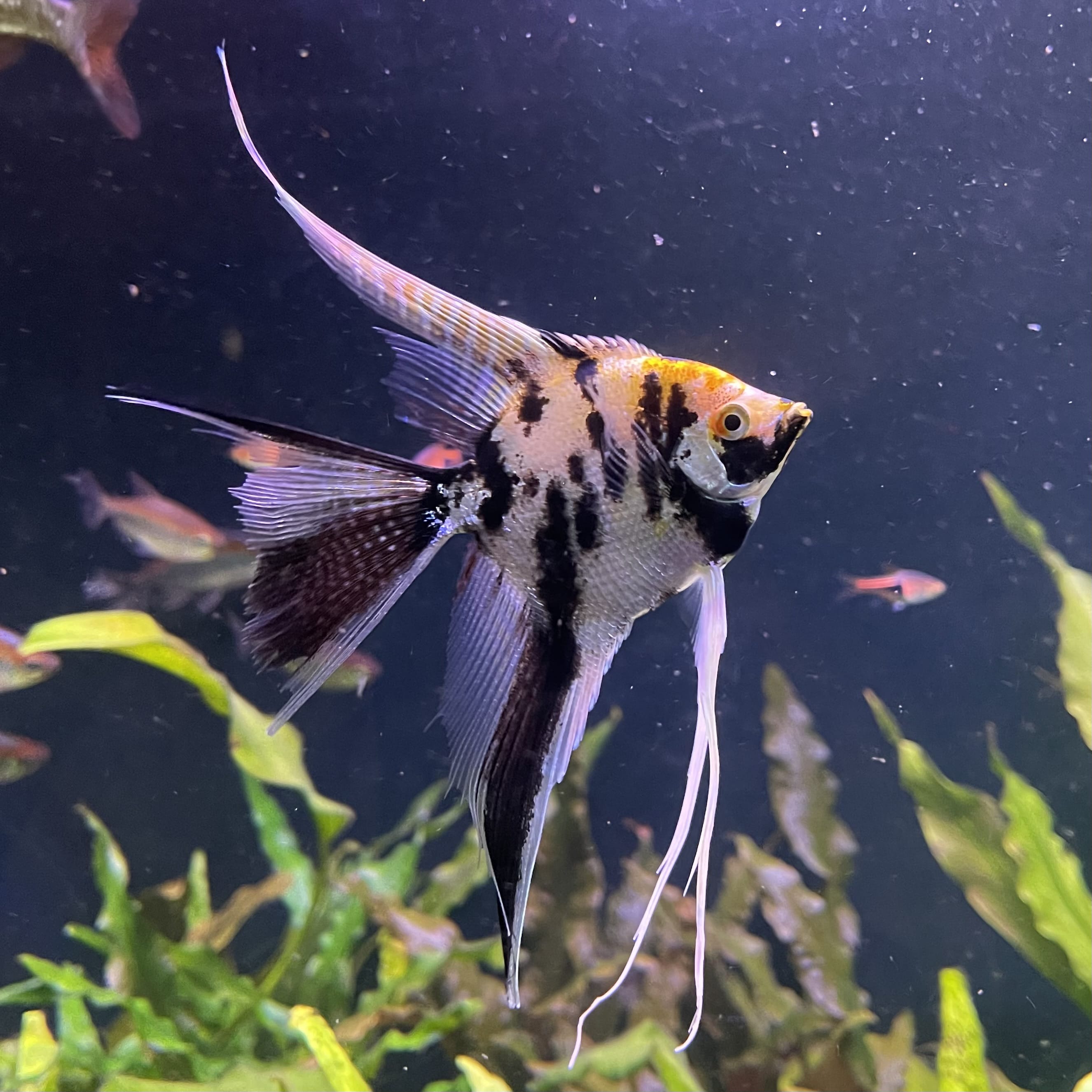 the-fish-farm Angel Fish Veiltail Angelfish Assorted Colours (5-6cm) Buy Mixed Colour Veiltail Aquarium Angel Fish The Fish Farm Australia