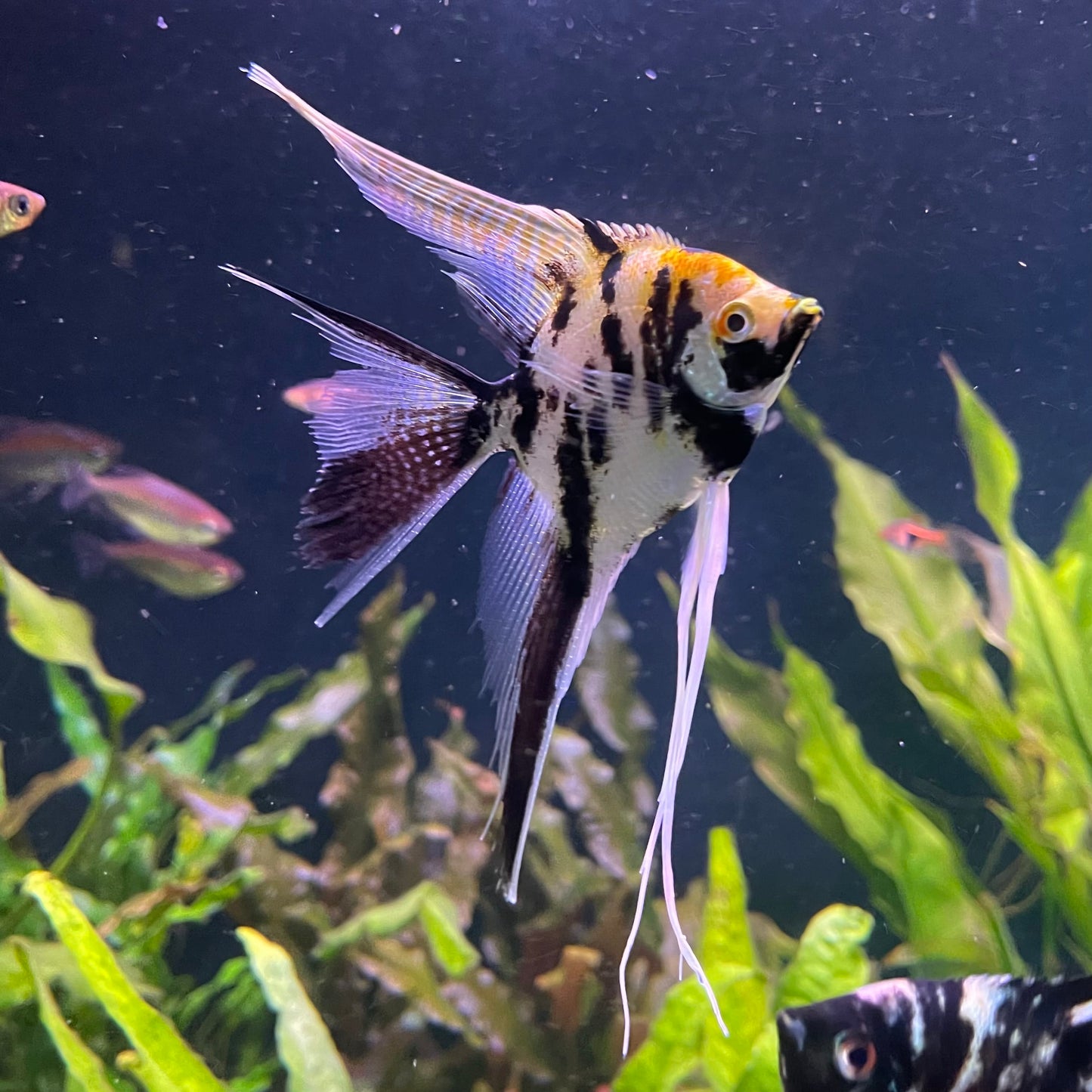 the-fish-farm Angel Fish Veiltail Angelfish Assorted Colours (5-6cm) Buy Mixed Colour Veiltail Aquarium Angel Fish The Fish Farm Australia