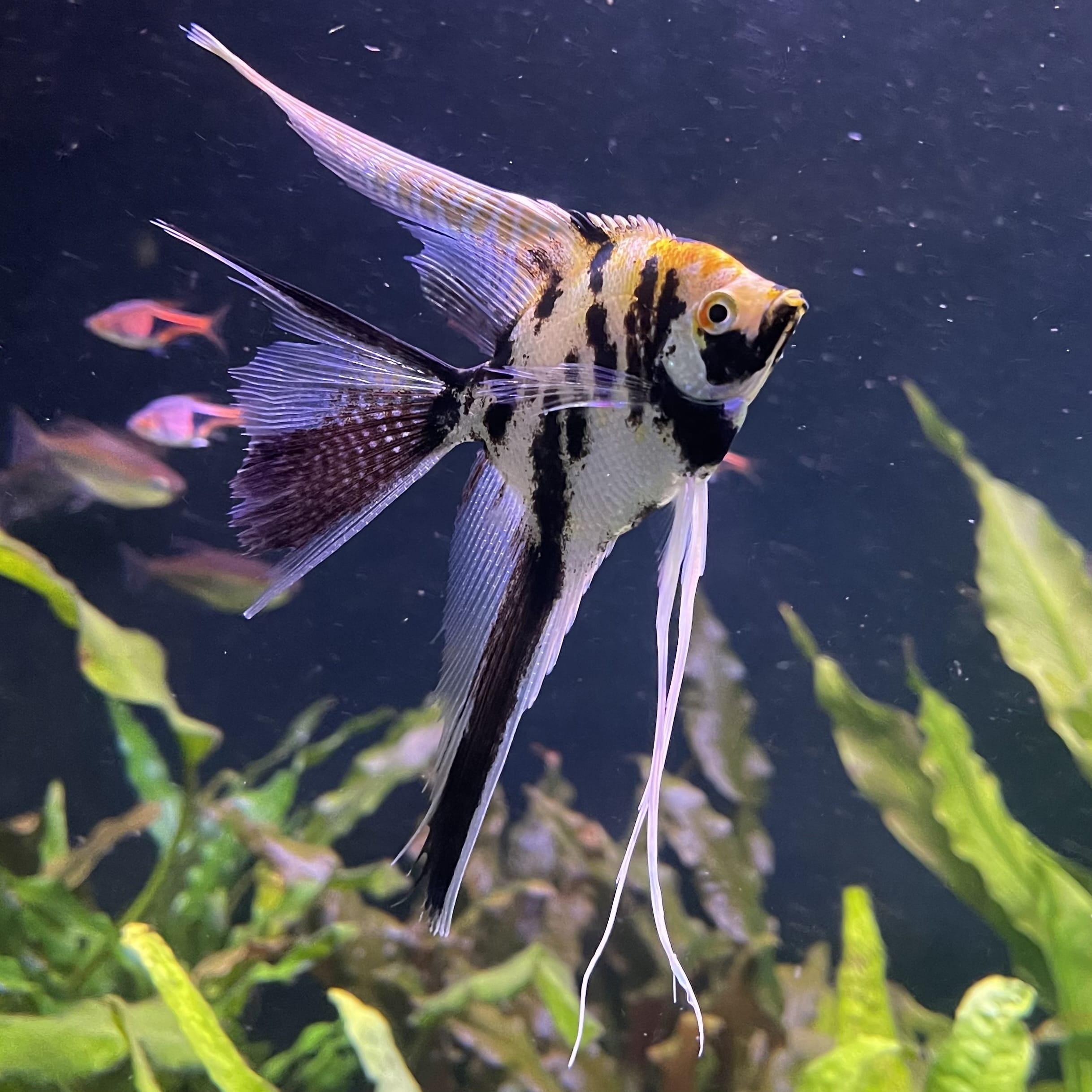 the-fish-farm Angel Fish Veiltail Angelfish Assorted Colours (5-6cm) Buy Mixed Colour Veiltail Aquarium Angel Fish The Fish Farm Australia