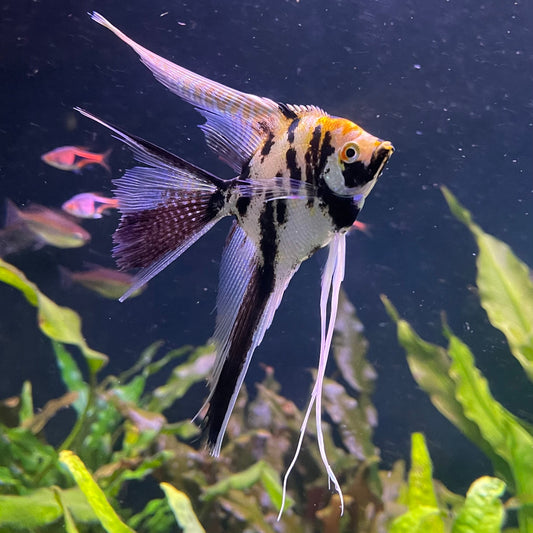 the-fish-farm Angel Fish Veiltail Angelfish Assorted Colours (5-6cm) Buy Mixed Colour Veiltail Aquarium Angel Fish The Fish Farm Australia