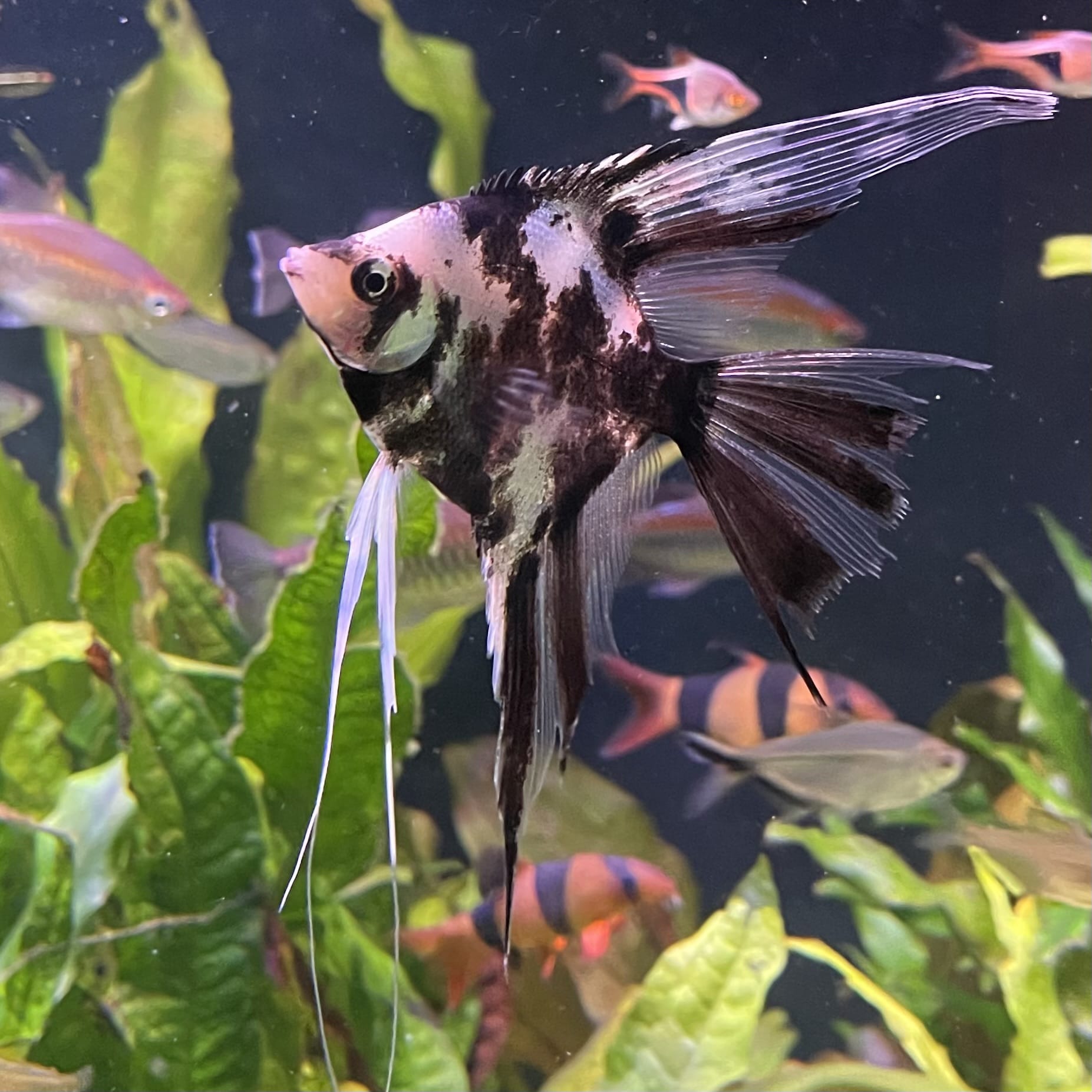 the-fish-farm Angel Fish Veiltail Angelfish Assorted Colours (5-6cm) Buy Mixed Colour Veiltail Aquarium Angel Fish The Fish Farm Australia