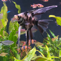 the-fish-farm Angel Fish Veiltail Angelfish Assorted Colours (5-6cm) Buy Mixed Colour Veiltail Aquarium Angel Fish The Fish Farm Australia