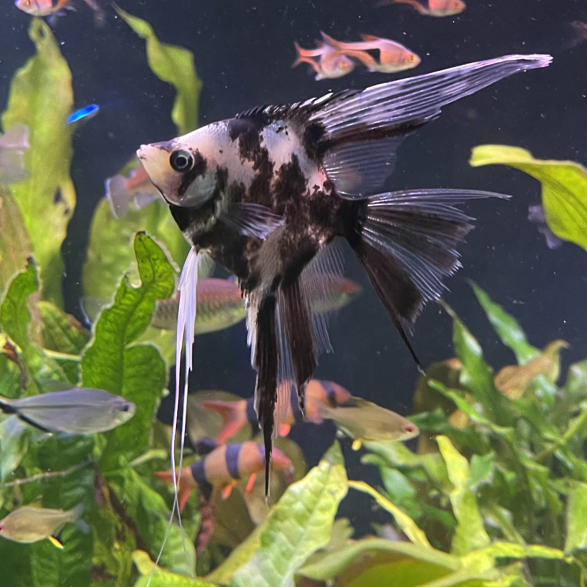 the-fish-farm Angel Fish Veiltail Angelfish Assorted Colours (5-6cm) Buy Mixed Colour Veiltail Aquarium Angel Fish The Fish Farm Australia