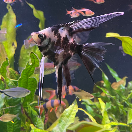 the-fish-farm Angel Fish Veiltail Angelfish Assorted Colours (5-6cm) Buy Mixed Colour Veiltail Aquarium Angel Fish The Fish Farm Australia