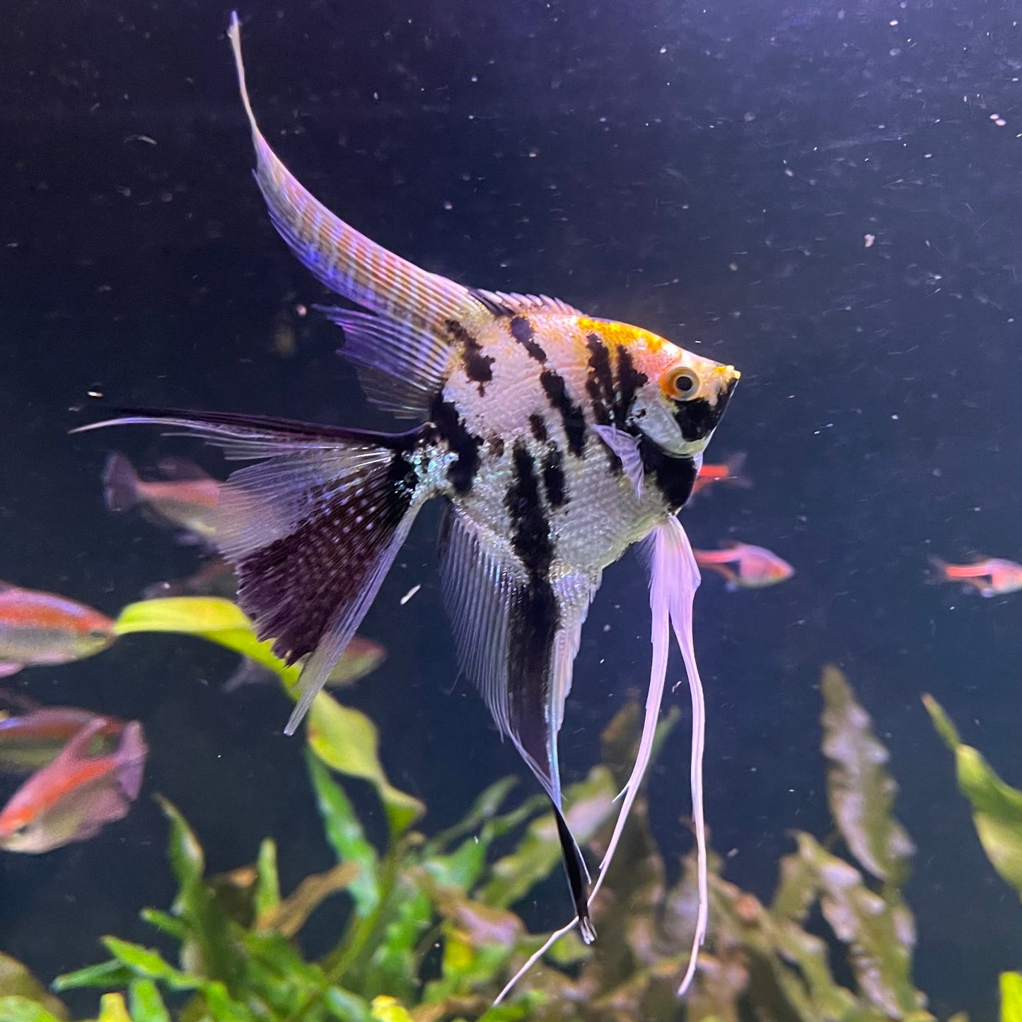 the-fish-farm Angel Fish Veiltail Angelfish Assorted Colours (5-6cm) Buy Mixed Colour Veiltail Aquarium Angel Fish The Fish Farm Australia