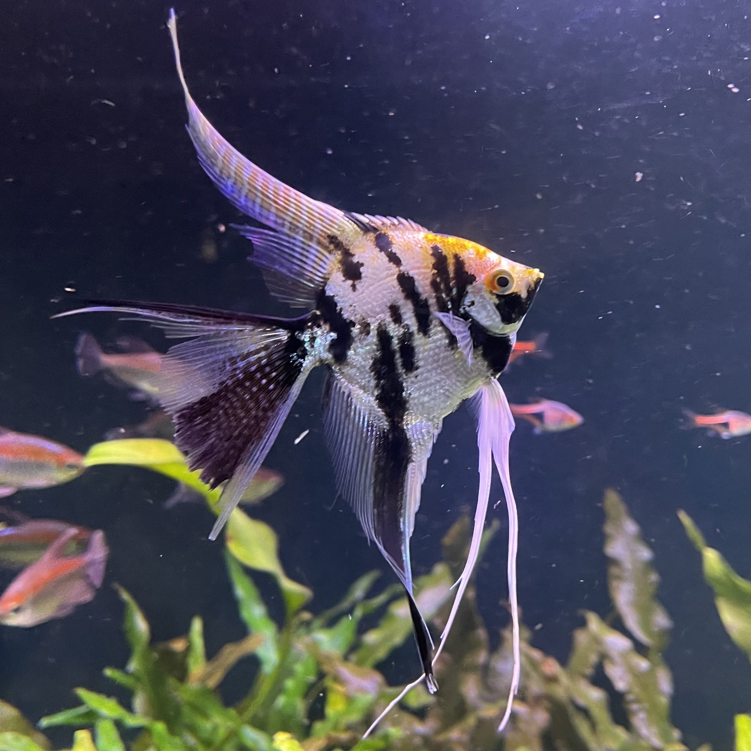 the-fish-farm Angel Fish Veiltail Angelfish Assorted Colours (5-6cm) Buy Mixed Colour Veiltail Aquarium Angel Fish The Fish Farm Australia