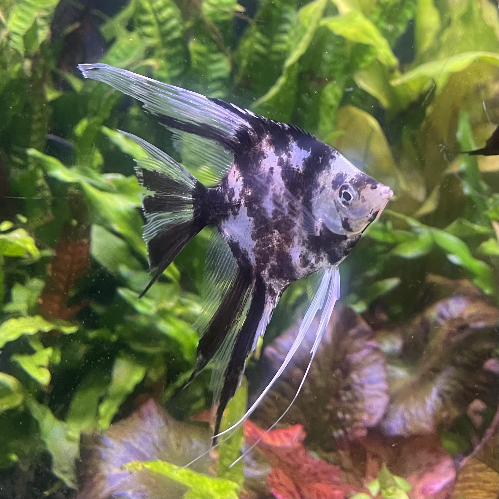 the-fish-farm Angel Fish Veiltail Angelfish Assorted Colours (5-6cm) Buy Mixed Colour Veiltail Aquarium Angel Fish The Fish Farm Australia