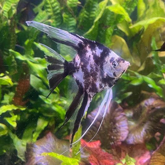 the-fish-farm Angel Fish Veiltail Angelfish Assorted Colours (5-6cm) Buy Mixed Colour Veiltail Aquarium Angel Fish The Fish Farm Australia