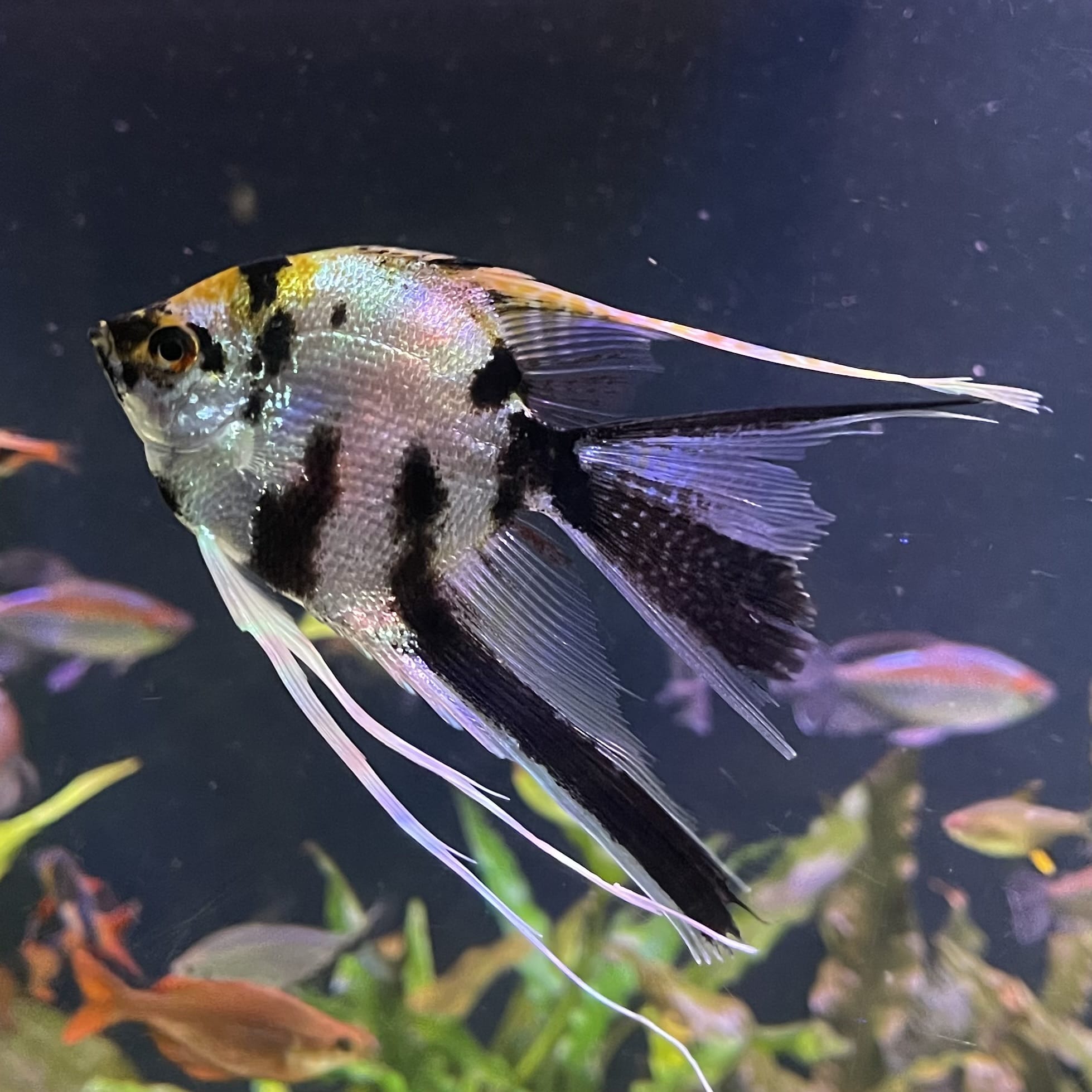 the-fish-farm Angel Fish Veiltail Angelfish Assorted Colours (5-6cm) Buy Mixed Colour Veiltail Aquarium Angel Fish The Fish Farm Australia