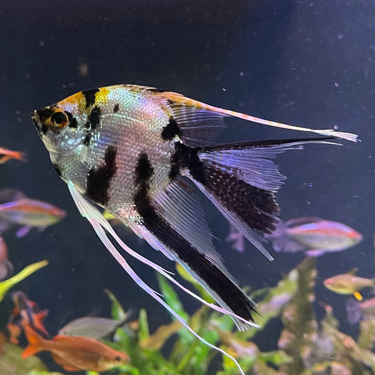 the-fish-farm Angel Fish Veiltail Angelfish Assorted Colours (5-6cm) Buy Mixed Colour Veiltail Aquarium Angel Fish The Fish Farm Australia