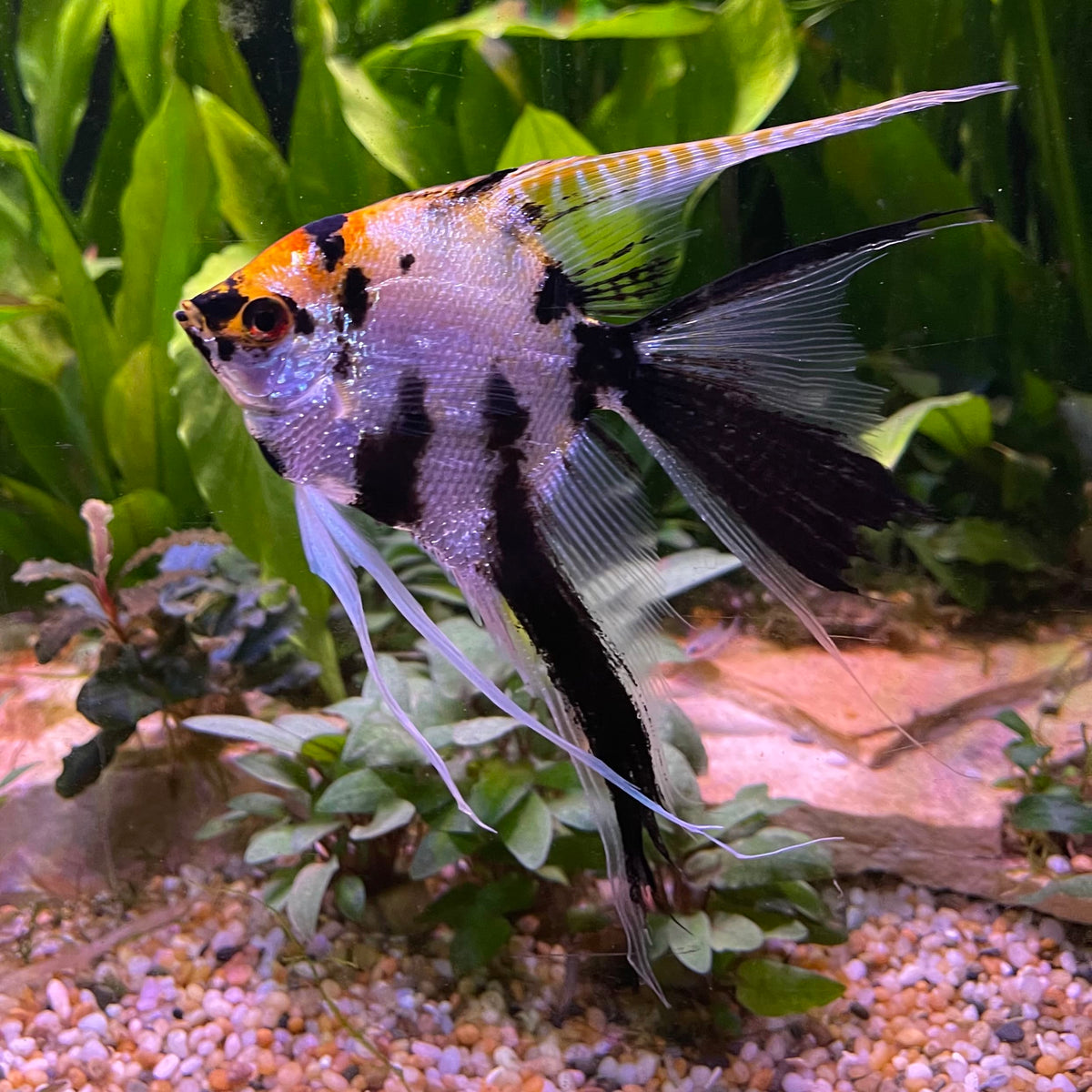 the-fish-farm Angel Fish Veiltail Angelfish Assorted Colours (5-6cm) Buy Mixed Colour Veiltail Aquarium Angel Fish The Fish Farm Australia