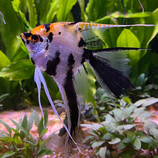 the-fish-farm Angel Fish Veiltail Angelfish Assorted Colours (5-6cm) Buy Mixed Colour Veiltail Aquarium Angel Fish The Fish Farm Australia