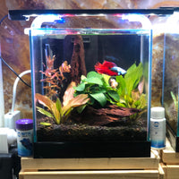 the-fish-farm Aquarium Pisces Aquatics Glass Betta Tank PLUS LED Light Bundle Buy Pisces Aquatics Glass Betta Tank & LED Light Bundle at The Fish Farm Australia