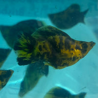 the-fish-farm Balloon Molly Balloon Molly - Leopard 3-4cm Leopard Balloon Molly - The Fish Farm