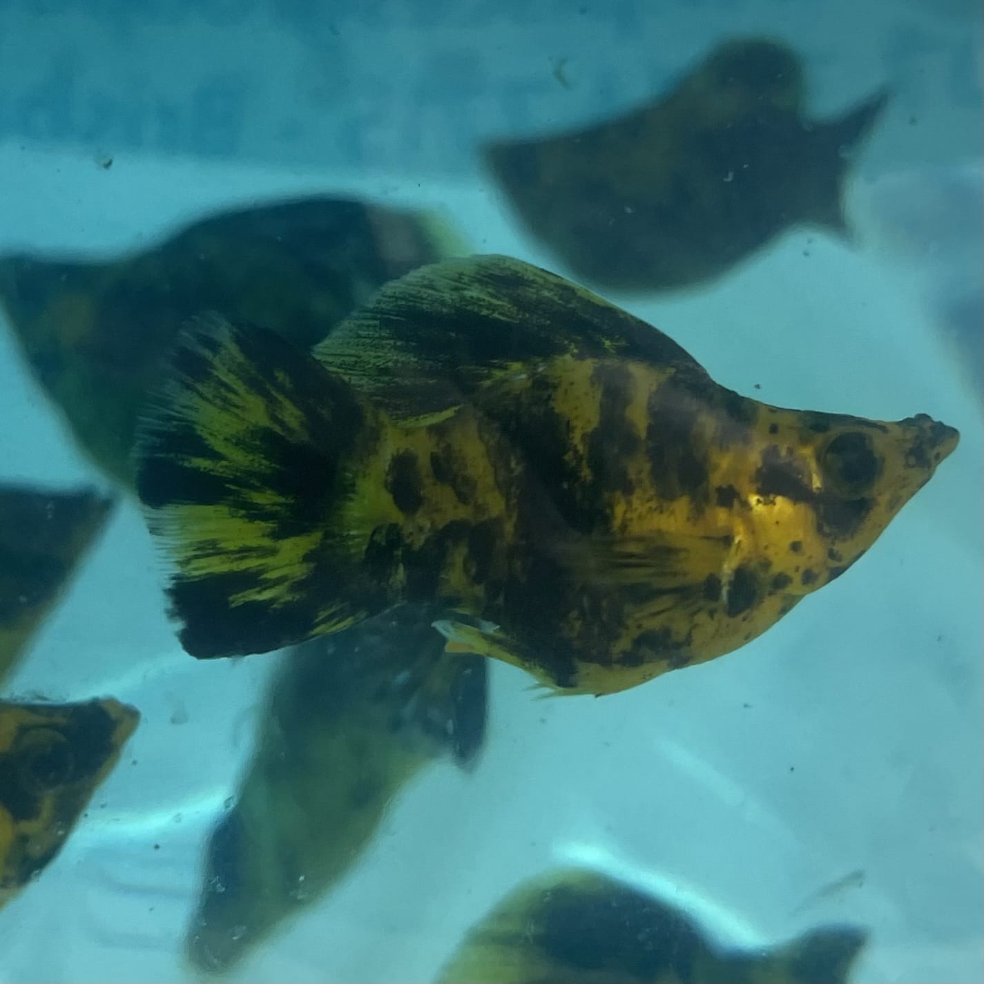 the-fish-farm Balloon Molly Balloon Molly - Leopard 3-4cm Leopard Balloon Molly - The Fish Farm