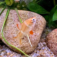 the-fish-farm Barb Albino Tiger Barb Albino Tiger Barb - The Fish Farm
