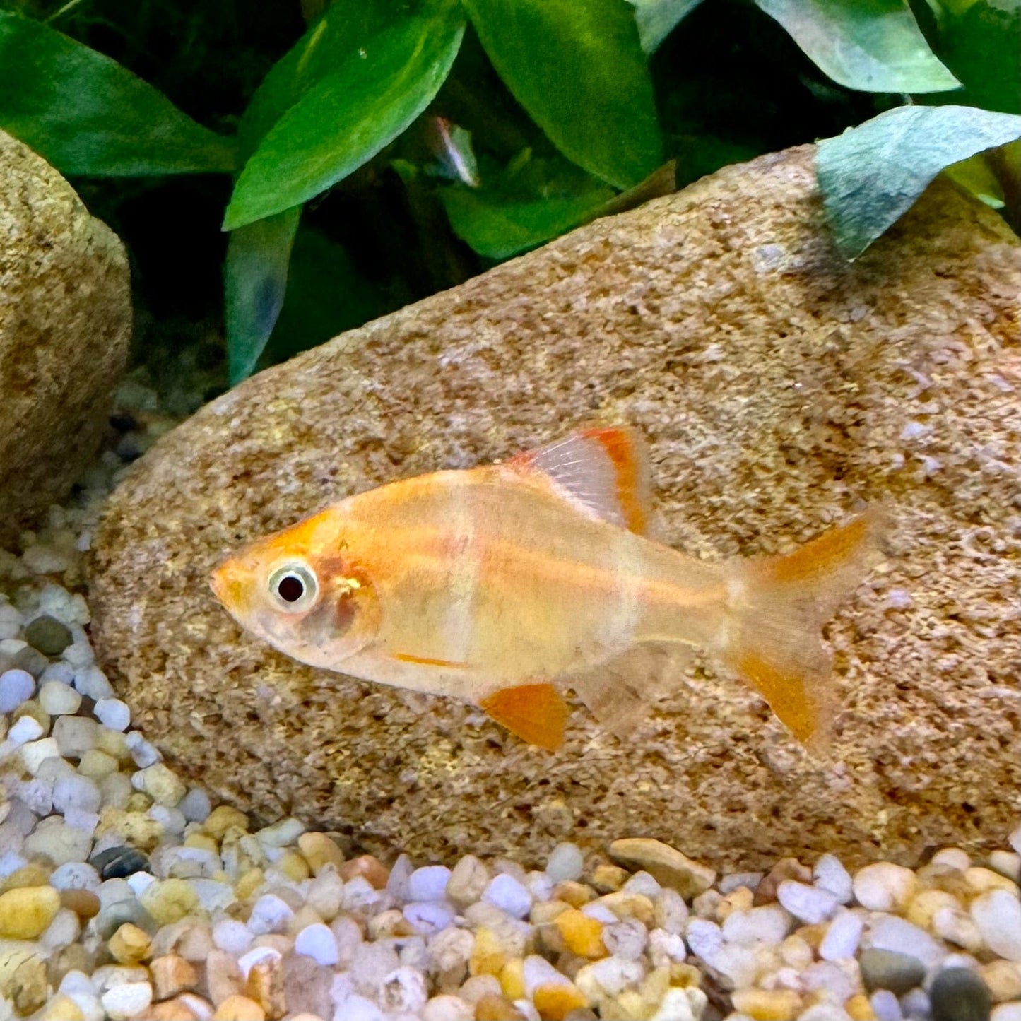 the-fish-farm Barb Albino Tiger Barb Albino Tiger Barb - The Fish Farm