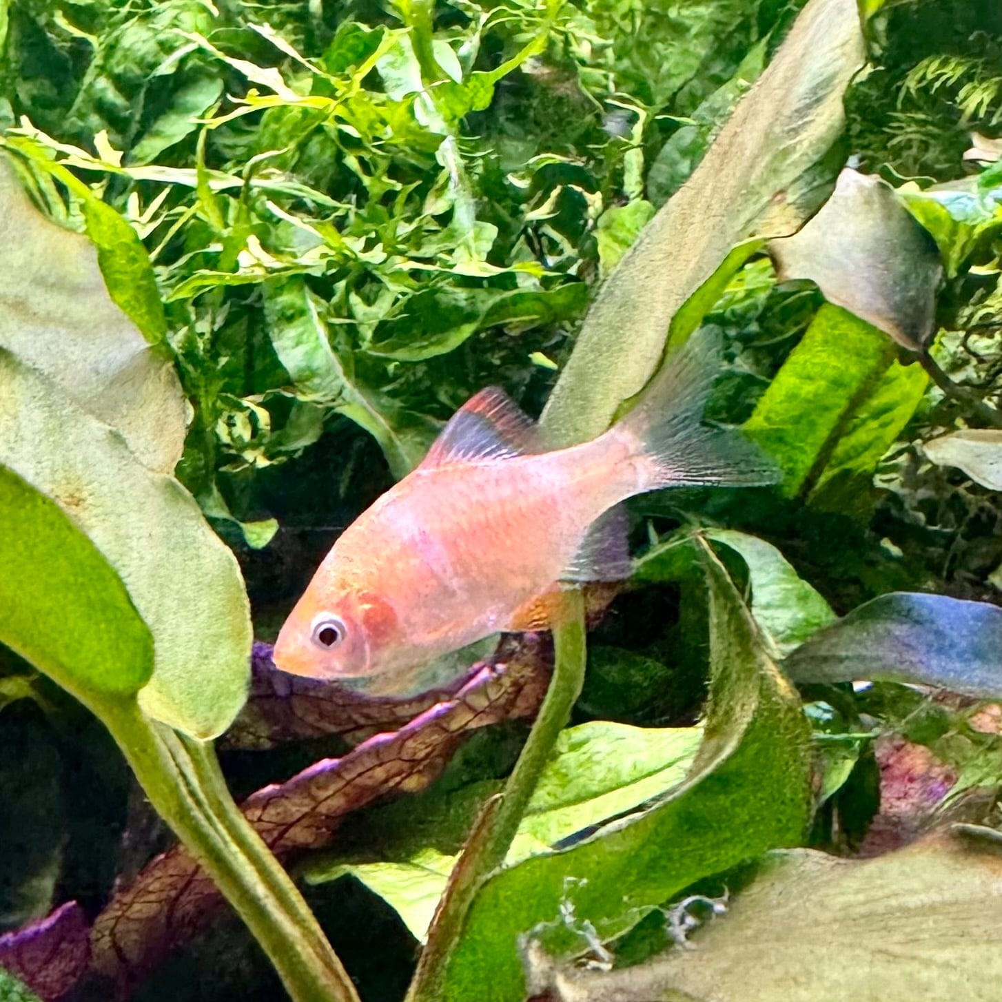 the-fish-farm Barb Albino Tiger Barb Albino Tiger Barb - The Fish Farm