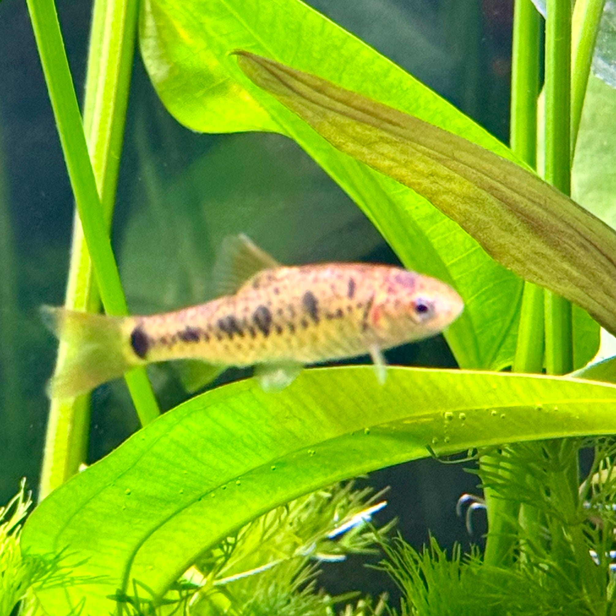 Checkered Barb - The Fish Farm