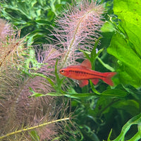 the-fish-farm Barb Cherry Barb 2-3cm Buy Cherry Barb from The Fish Farm Australia