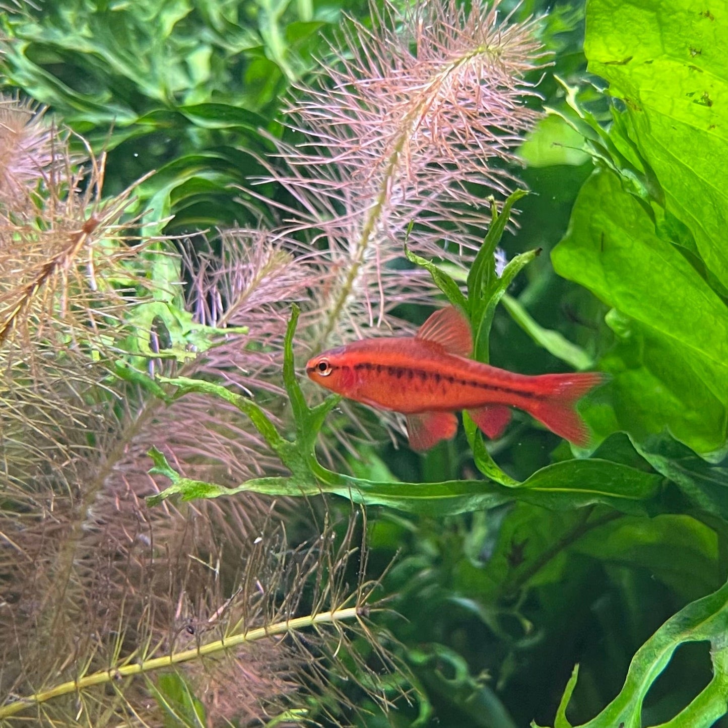 the-fish-farm Barb Cherry Barb 2-3cm Buy Cherry Barb from The Fish Farm Australia