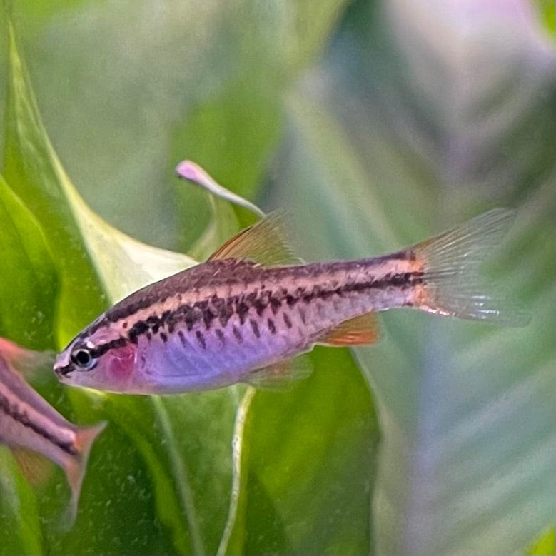 the-fish-farm Barb Cherry Barb Cherry Barb - The Fish Farm