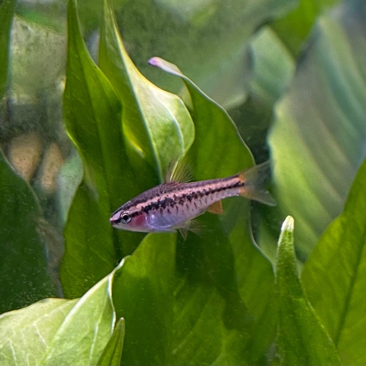 the-fish-farm Barb Cherry Barb Cherry Barb - The Fish Farm
