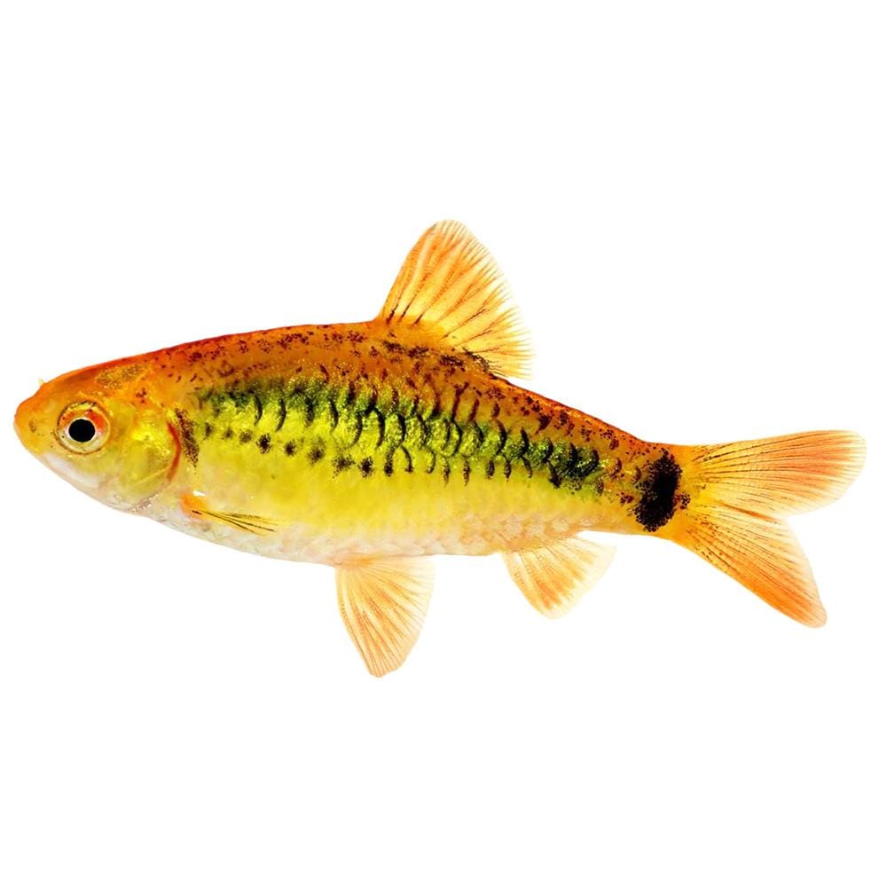 the-fish-farm Barb Golden Barb 3cm Golden Barb 3cm- The Fish Farm