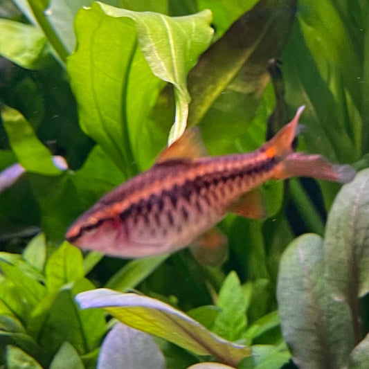 the-fish-farm Barb Long Fin Cherry Barb 2-3cm Buy Cherry Barb from The Fish Farm Australia