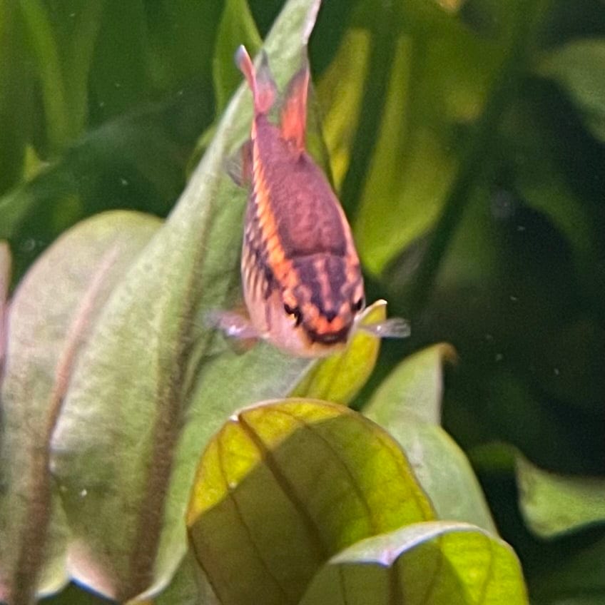 the-fish-farm Barb Long Fin Cherry Barb 2-3cm Buy Cherry Barb from The Fish Farm Australia