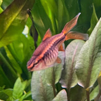 the-fish-farm Barb Long Fin Cherry Barb 2-3cm Buy Cherry Barb from The Fish Farm Australia